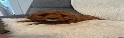Cavapoo dogs for sale: Outstanding fox red cavapoo puppy - Advert 9