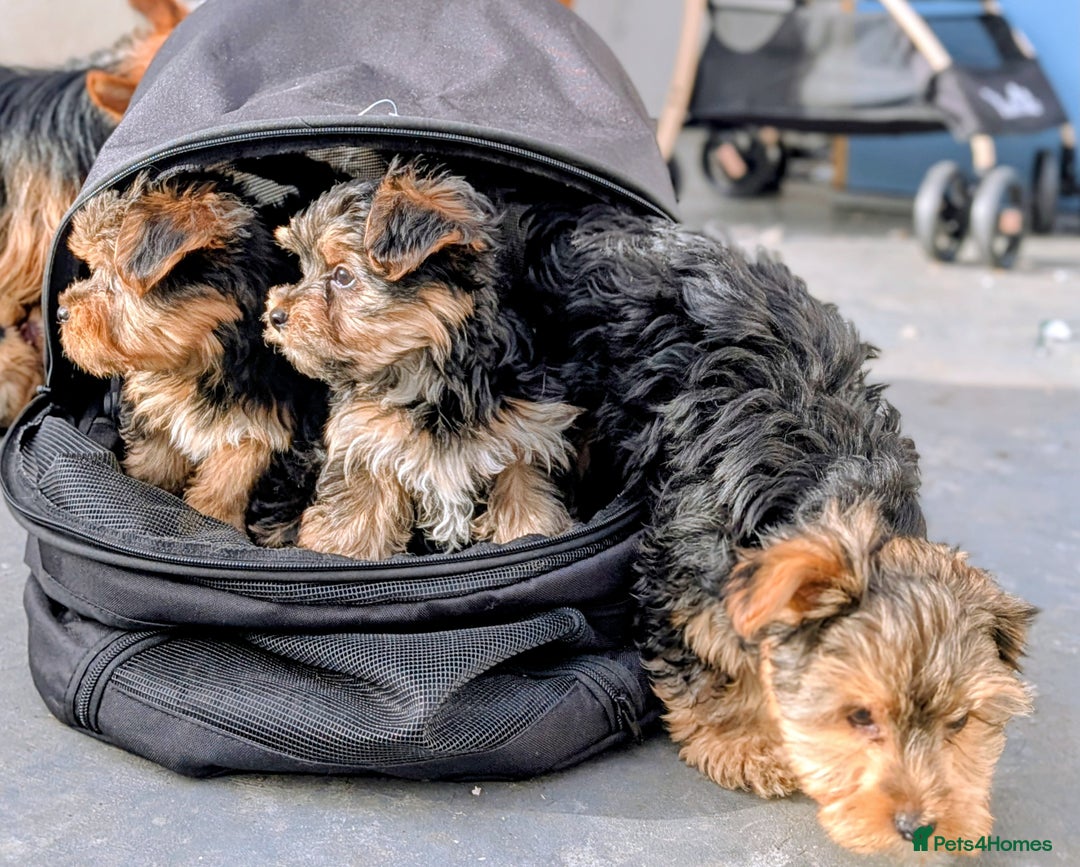 Yorkshire Terrier dogs for sale: 3 Male Yorkshire terriers left  - Image 20