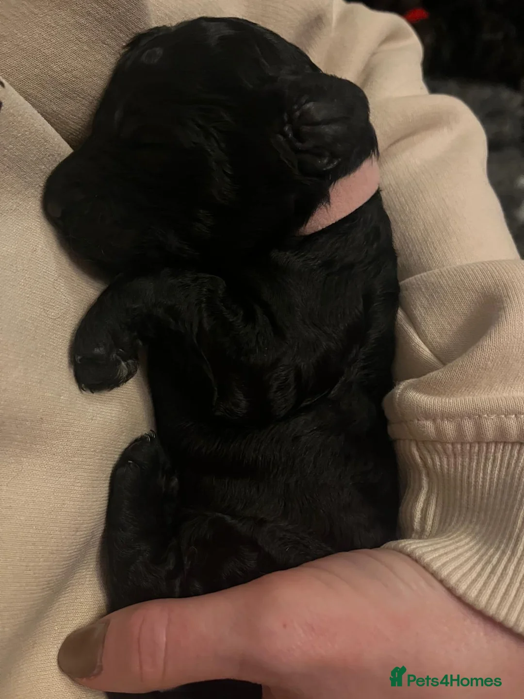 Standard Poodle dogs for sale: Reduced price£1800 Wonderful standard poodle pup’s - Advert 3