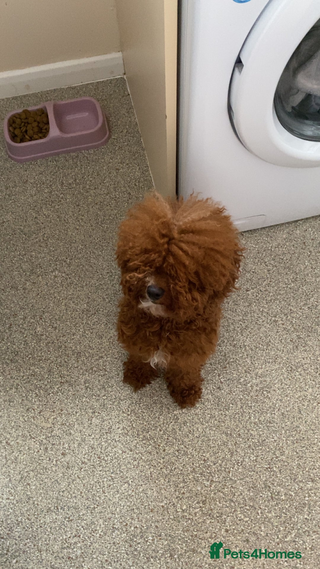 Toy Poodle dogs for sale: Clover. Looking for a loving home  - Advert 3