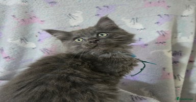 Maine Coon cats - Advert 15