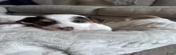 Jack Russell dogs for sale: Jack Russell Puppies in York - Advert 4