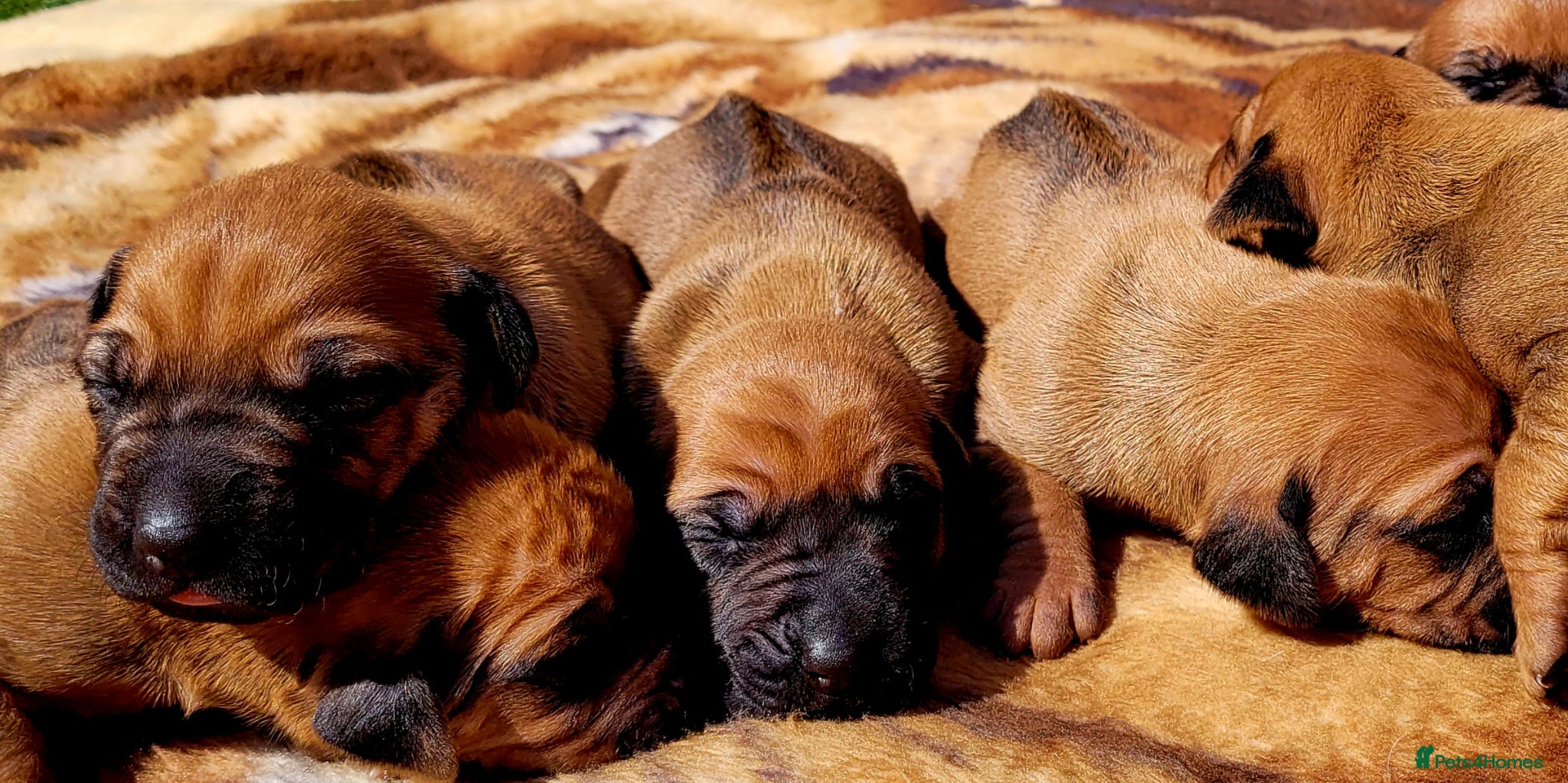 Rhodesian Ridgeback dogs KC OUTSTANDING PEDIGREE RHODESIAN RIDGEBACK  - Advert 1