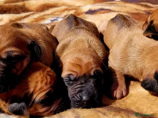 Rhodesian Ridgeback dogs KC OUTSTANDING PEDIGREE RHODESIAN RIDGEBACK - Advert 1