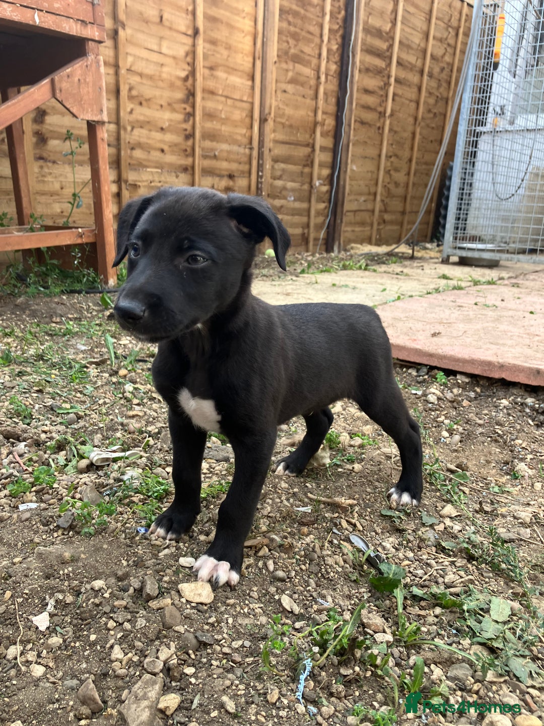 Lurcher dogs for sale: Gorgeous Lurcher pup!  - Image 6