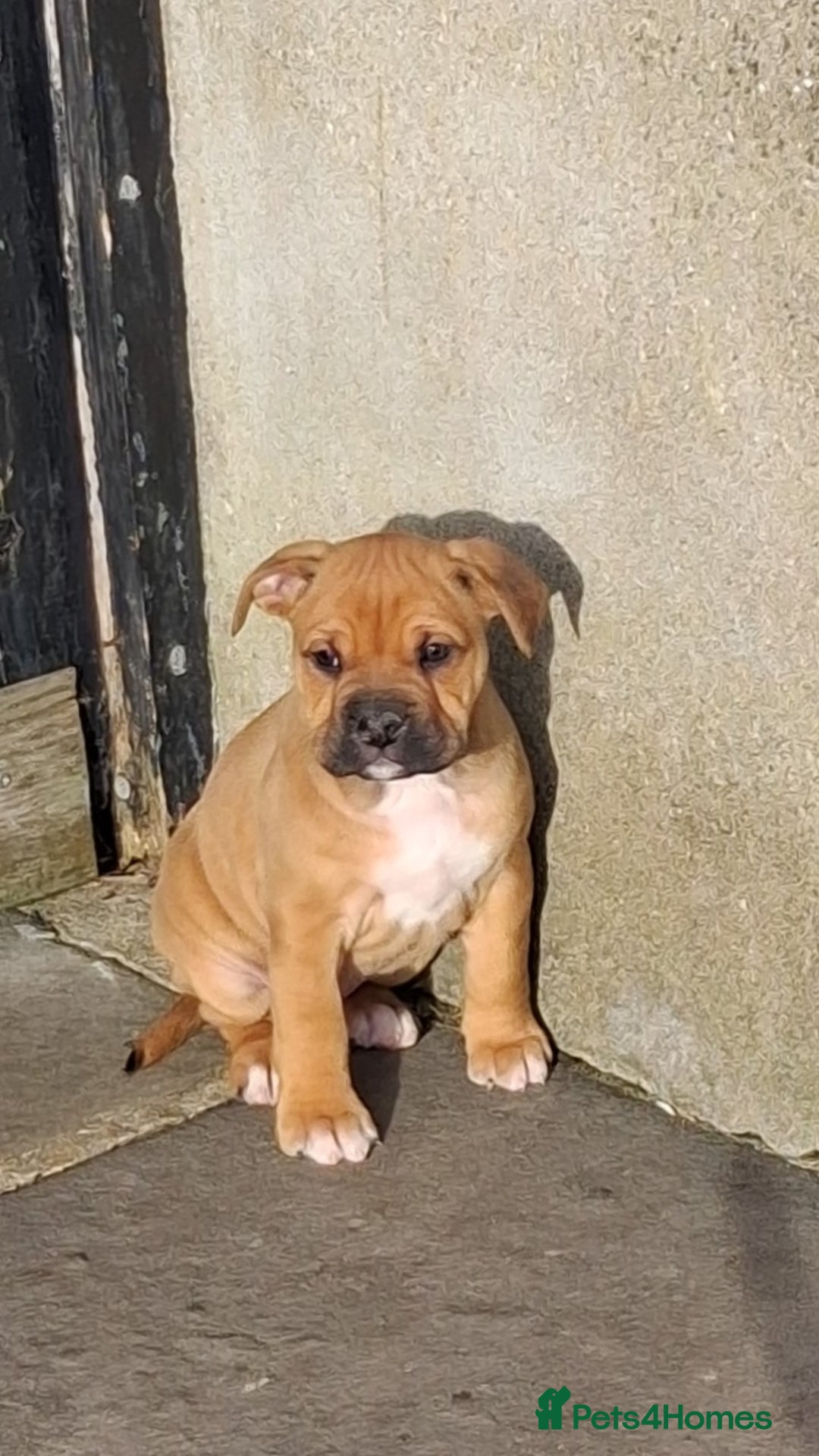 Mixed Breed dogs for sale: Beautiful chunky pups  - Advert 22