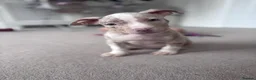 American Bulldog dogs for sale: American bully puppy  in Peebles - Advert 4