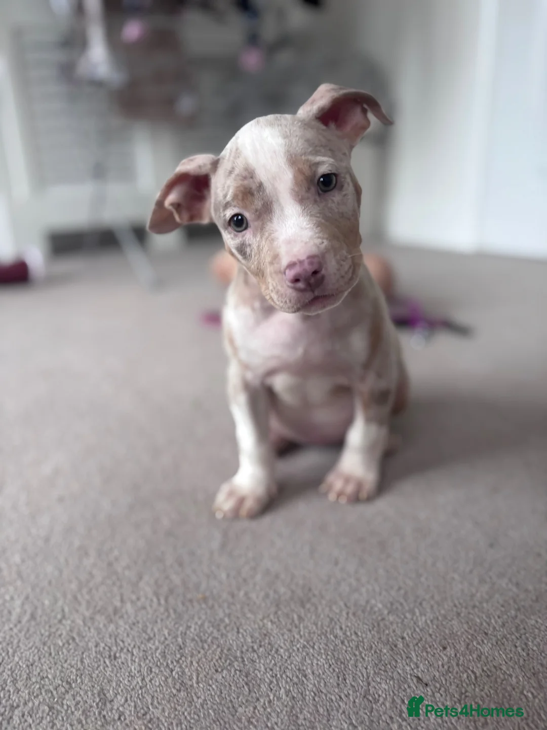 American Bulldog dogs for sale: American bully puppy  in Peebles - Advert 4