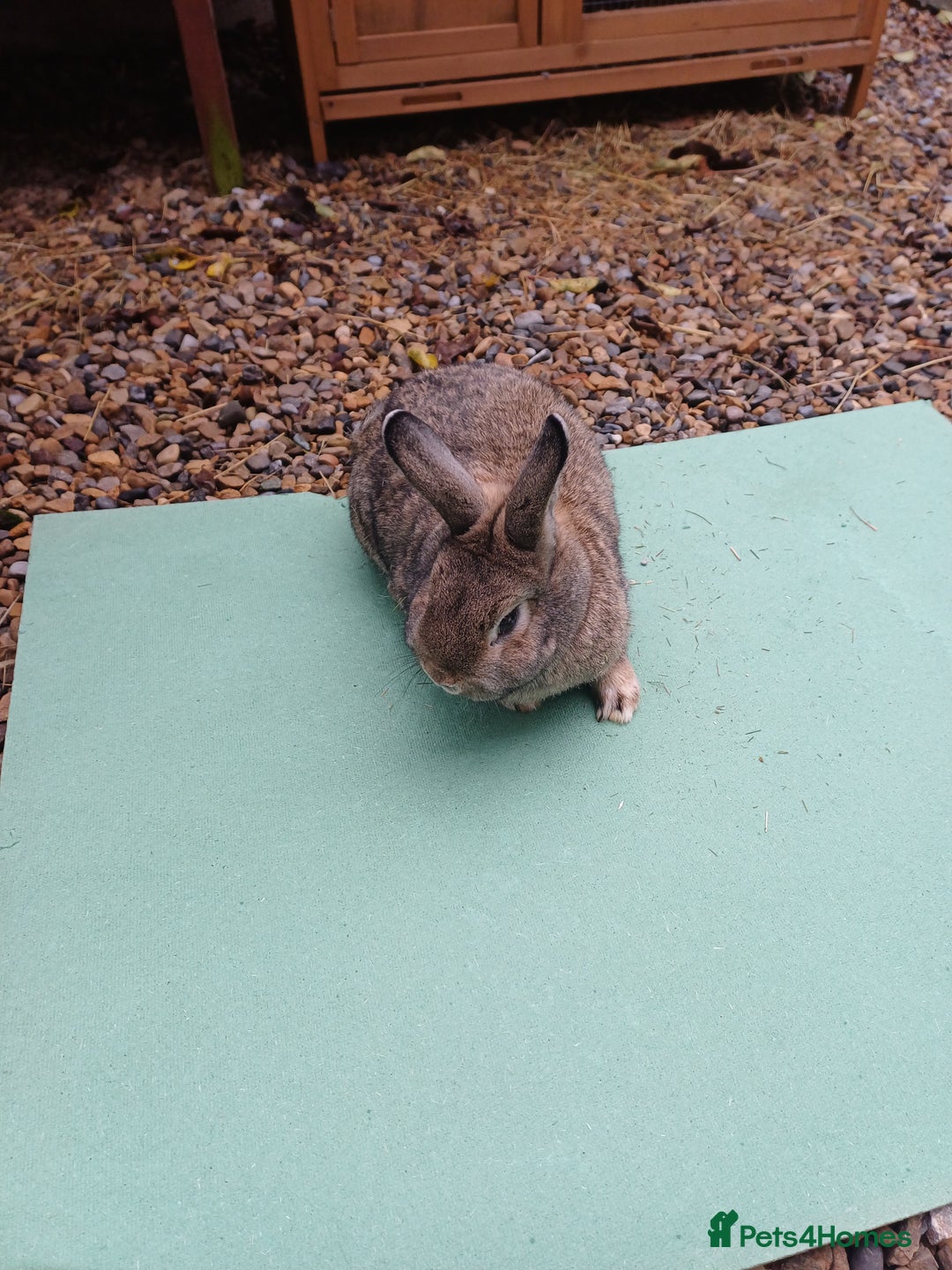 Mini Lop rabbits for sale: Beautiful Minilop Rabbit Male and female for sale - Advert 1