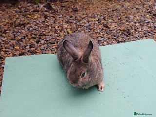 Mini Lop rabbits Beautiful Minilop Rabbit Male and female for sale - Advert 18