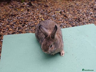 Mini Lop rabbits Beautiful Minilop Rabbit Male and female for sale - Advert 19