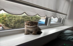 Scottish Fold cats for sale: Scottish fold - Image 2