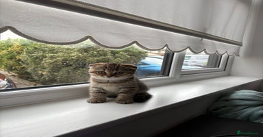 Scottish Fold cats - Advert 1
