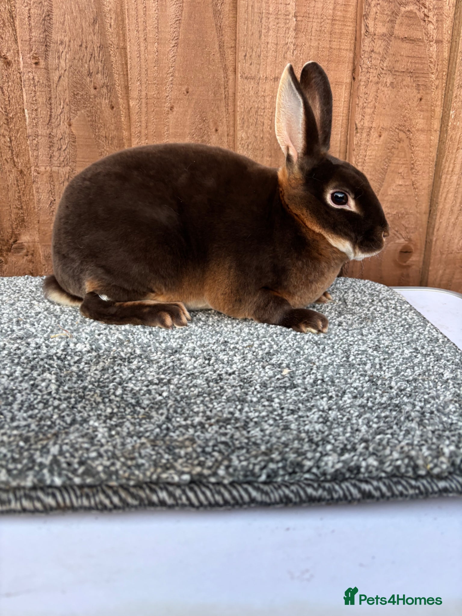 Rex rabbits Purebred Mini Rex - Chocolate Otter & Cinnamon - Advert 1