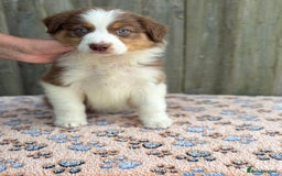 Australian Shepherd dogs for sale: Beautiful pedigree Australian Shepherd puppies - Image 13