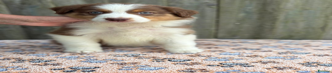 Australian Shepherd Puppy 7
