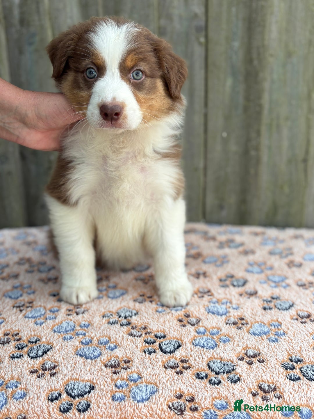 Australian Shepherd dogs for sale: Beautiful pedigree Australian Shepherd puppies - Image 13