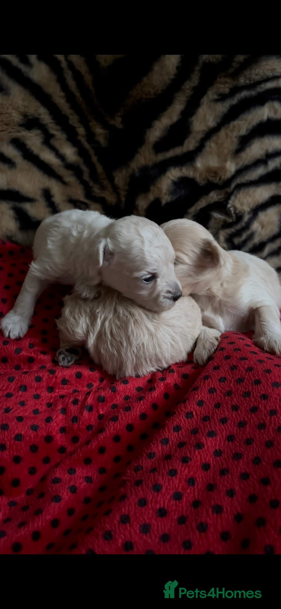 Maltipoo dogs for sale: Exquisite Maltipoo puppies  - Advert 8
