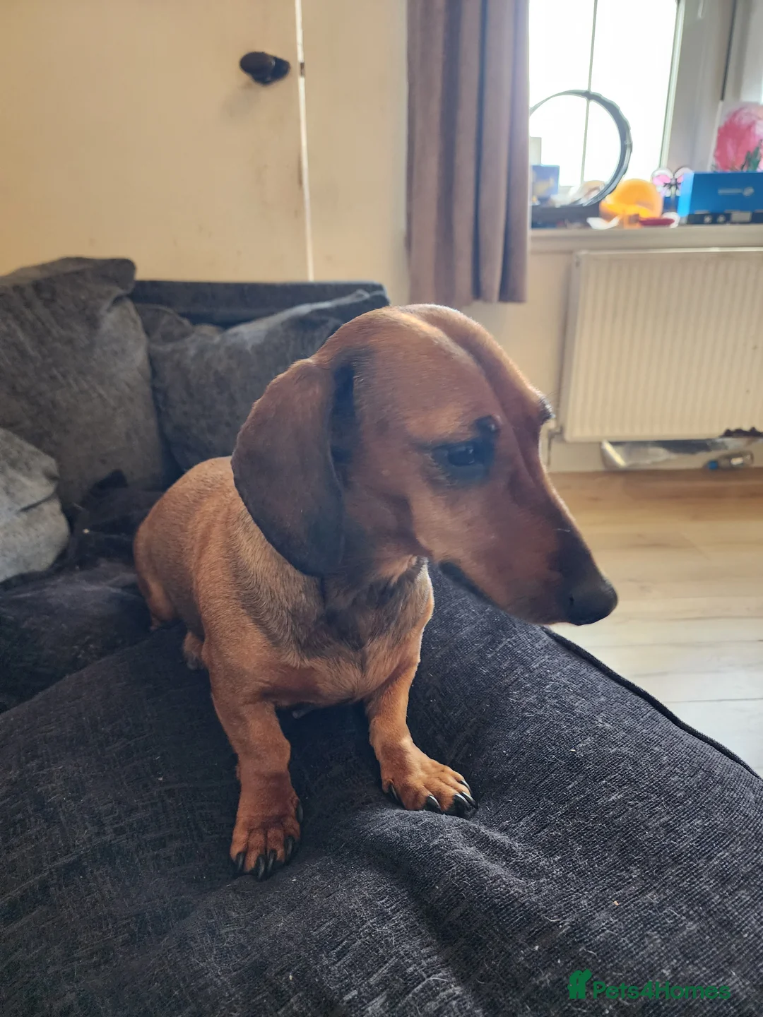 Dachshund dogs for sale: Standard Dachshund Pups in Langholm - Advert 2