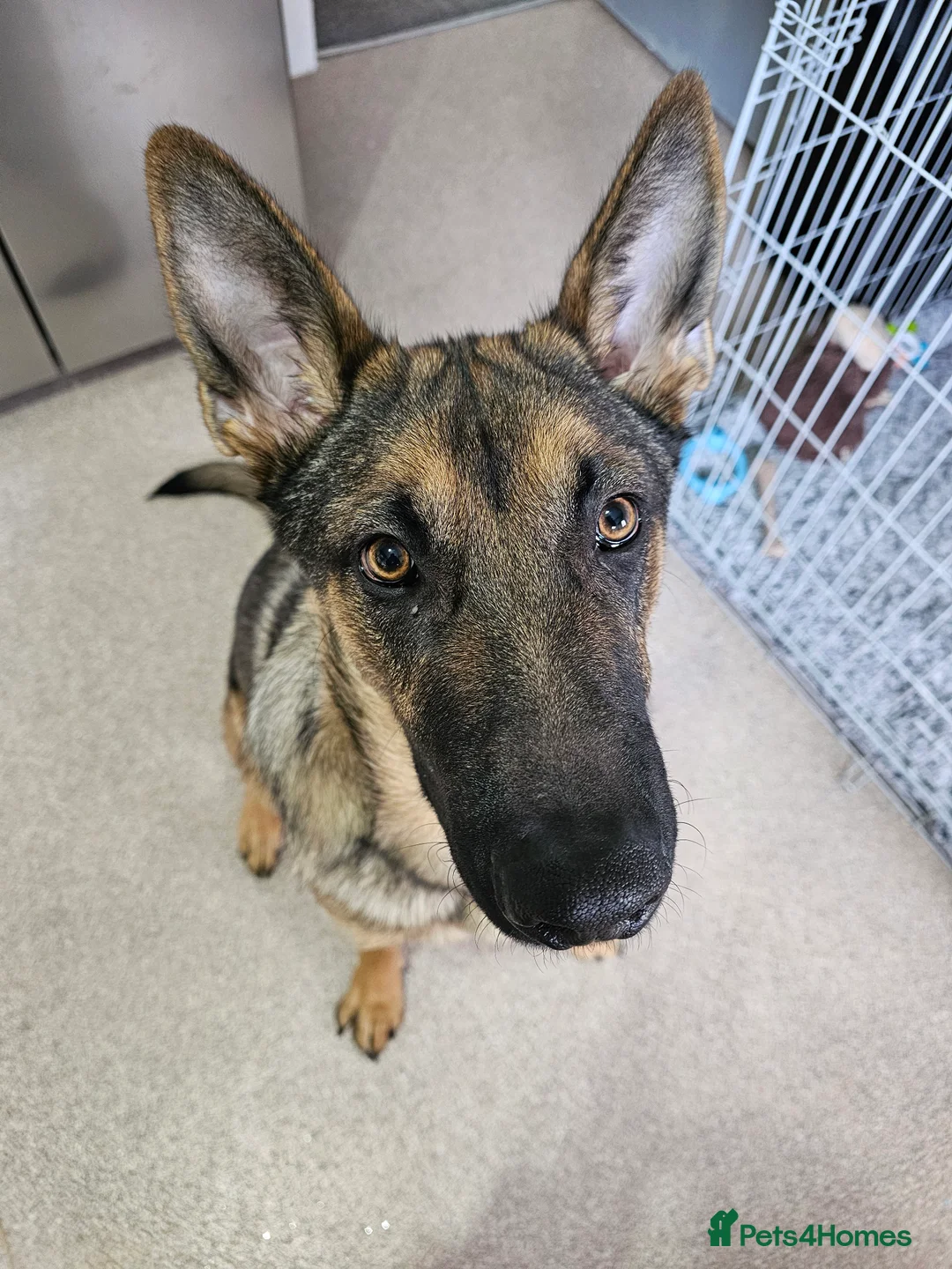 Mixed Breed dogs for sale: Belgian malinois cross german shephard - Advert 1