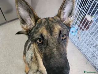 Mixed Breed dogs Belgian malinois cross german shephard in Blackburn - Advert 2