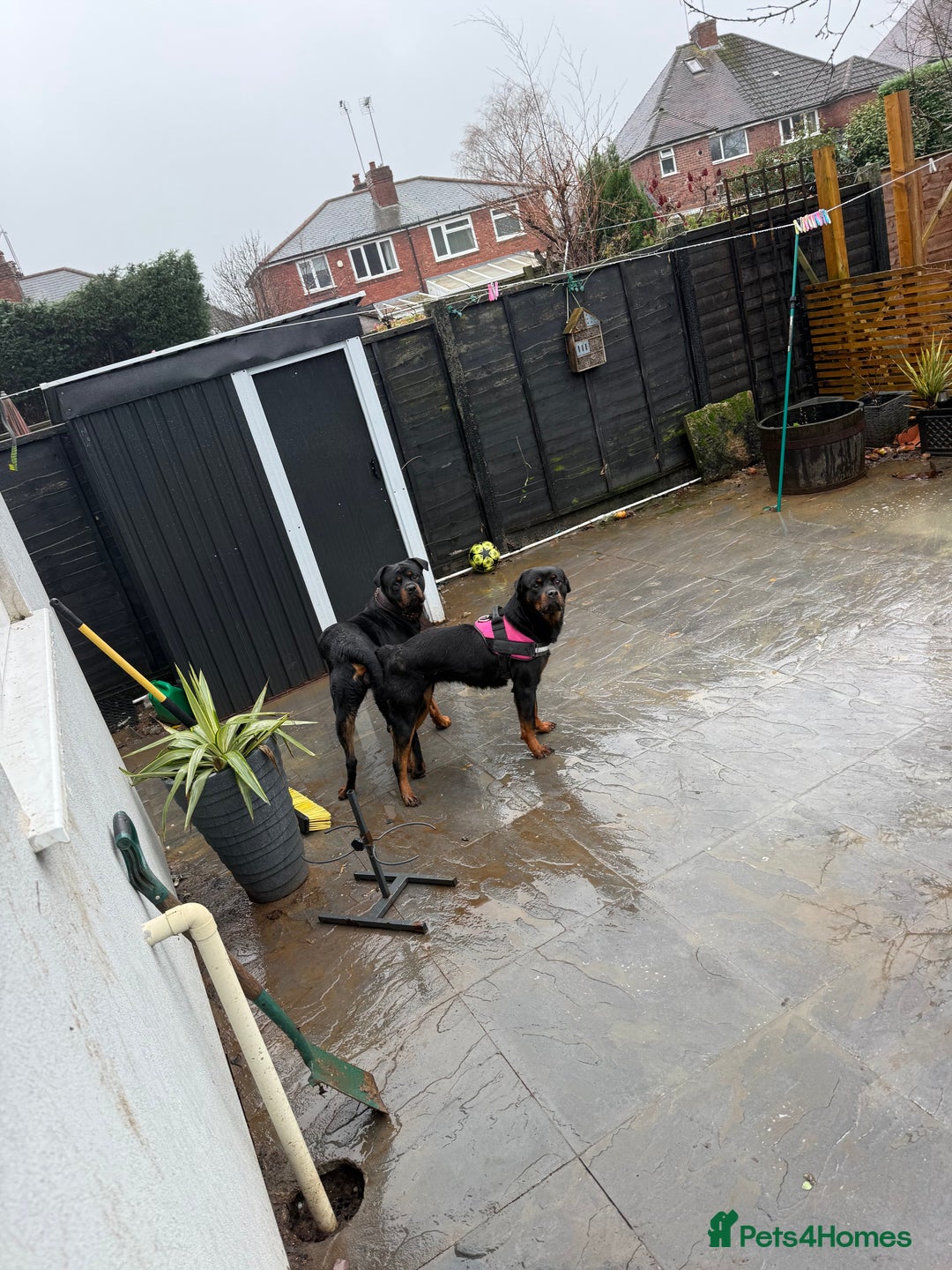 Rottweiler dogs for stud: Reggie  - Advert 4