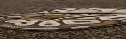 Python Snake reptiles for sale: Cinnamon Ballpython  - Advert 8