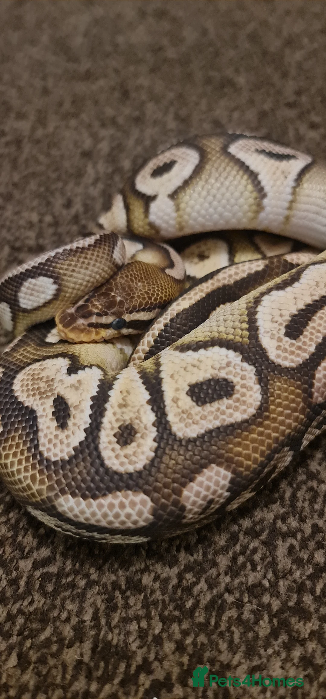Python Snake reptiles for sale: Cinnamon Ballpython  - Advert 8