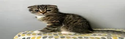 Mixed Breed cats for sale:     Adorable Kitten Looking for a Loving Home - Advert 5