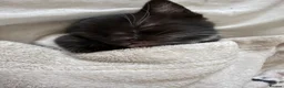 British Shorthair cats for sale: 3 beautiful medium tuxedo kittens - Advert 8
