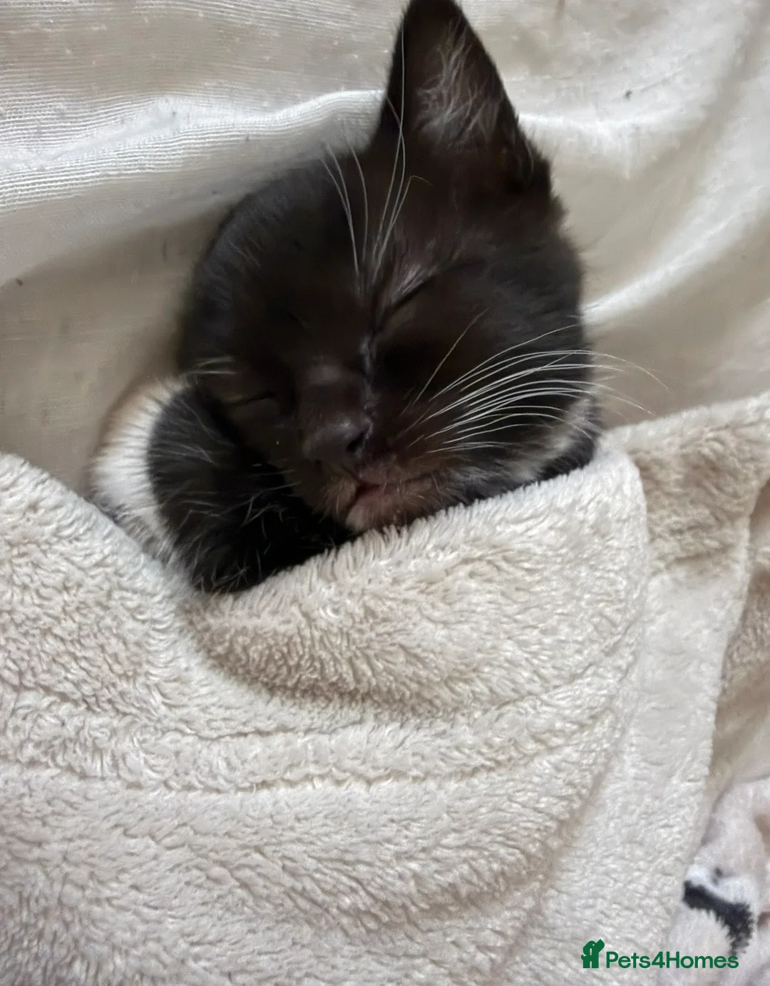 British Shorthair cats for sale: 3 beautiful medium tuxedo kittens - Advert 8