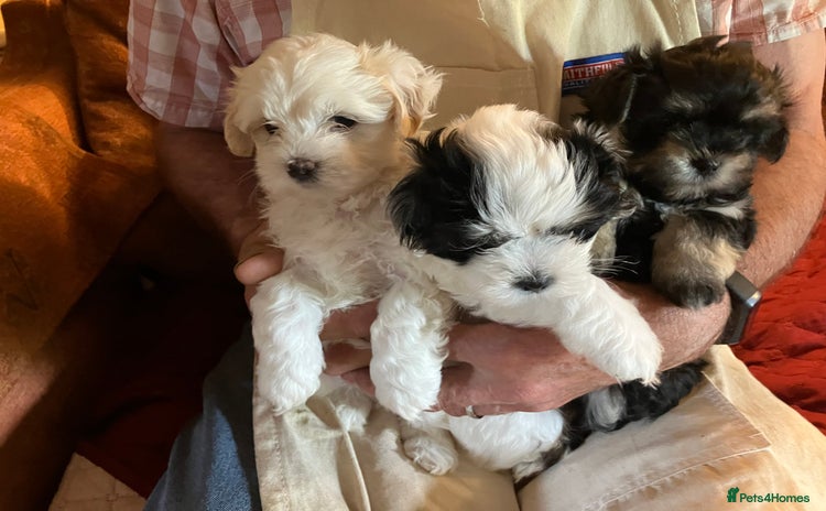 Mixed Breed dogs - Advert 1