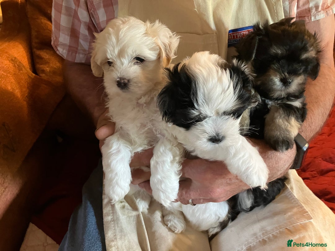 Mixed Breed dogs for sale: Tiny Korean Maltese / Havanese - Image 4