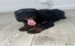 Cockapoo dogs for sale: Beautiful Cockapoo Puppies  - Image 14