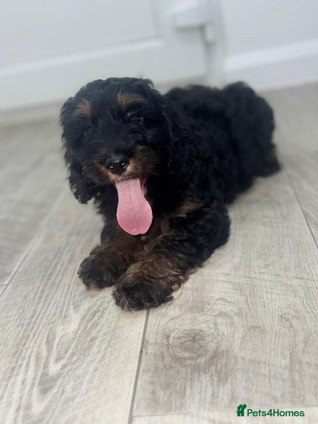 Cockapoo dogs for sale: Beautiful Cockapoo Puppies  - Image 14