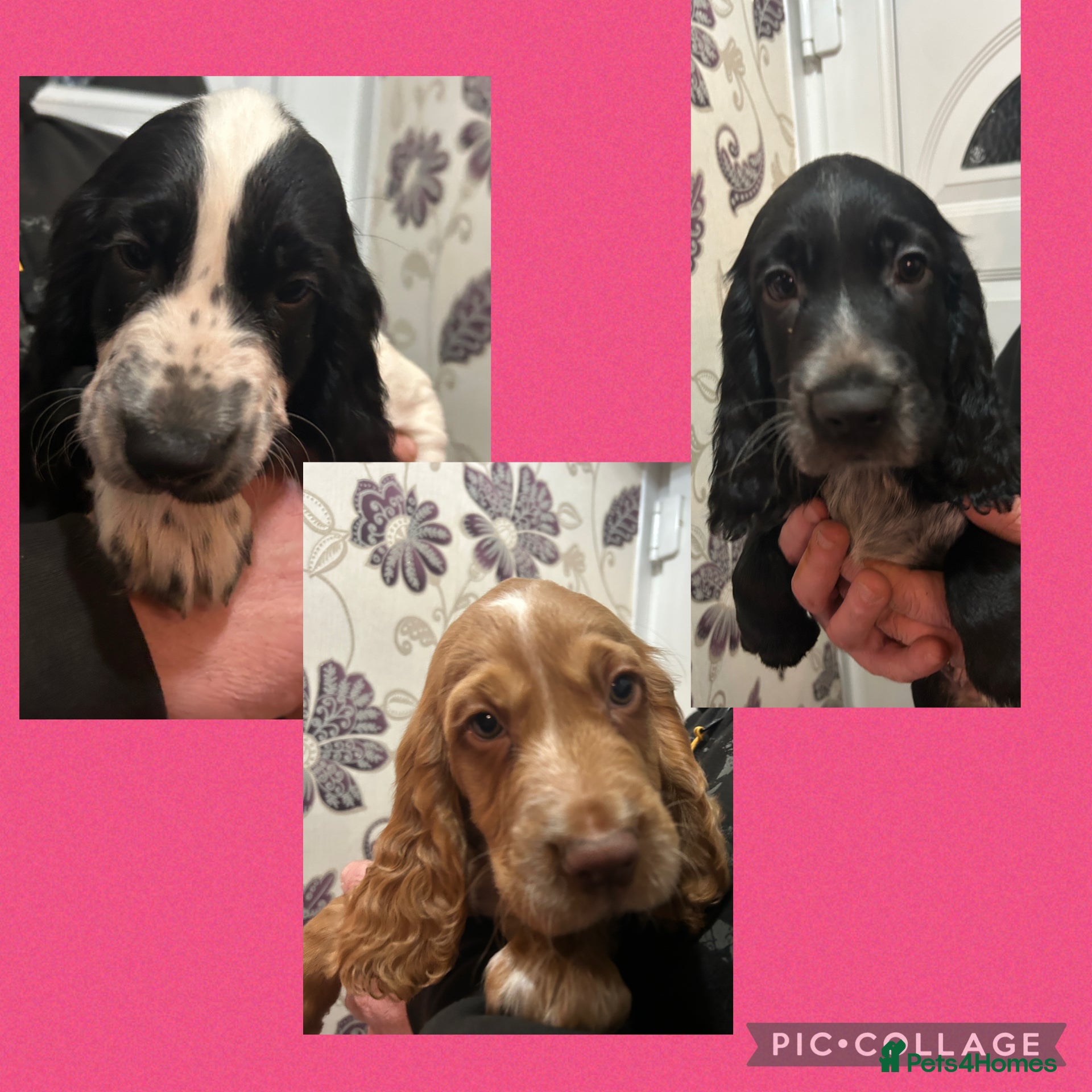 Cocker Spaniel dogs Cocker Spaniel Puppies - Advert 8