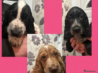 Cocker Spaniel dogs Cocker Spaniel Puppies - Advert 8