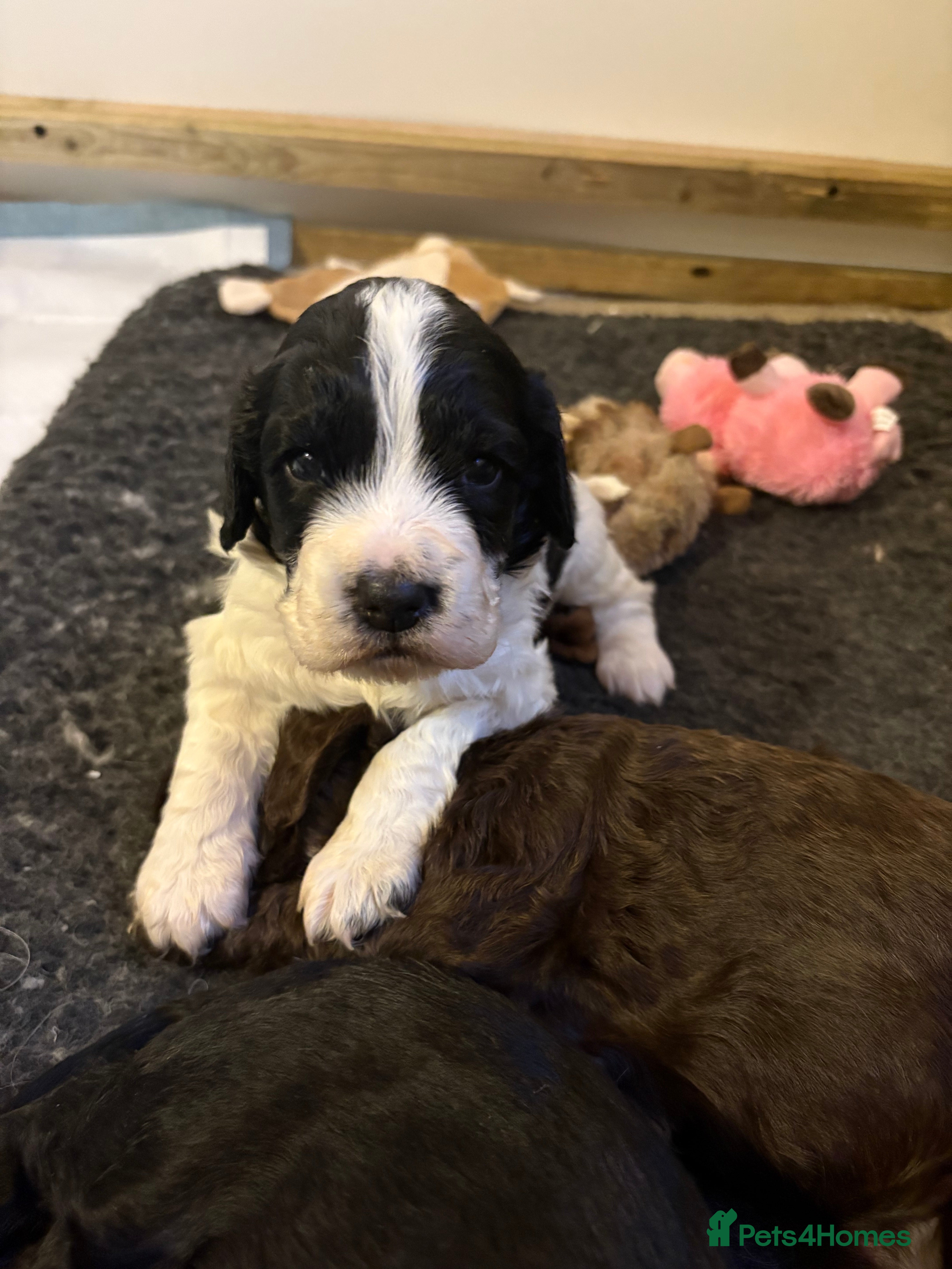 Cocker Spaniel dogs ⭐️Cocker spaniels puppy’s⭐️ - Advert 9