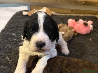 Cocker Spaniel dogs ⭐️Cocker spaniels puppy’s⭐️ - Advert 9