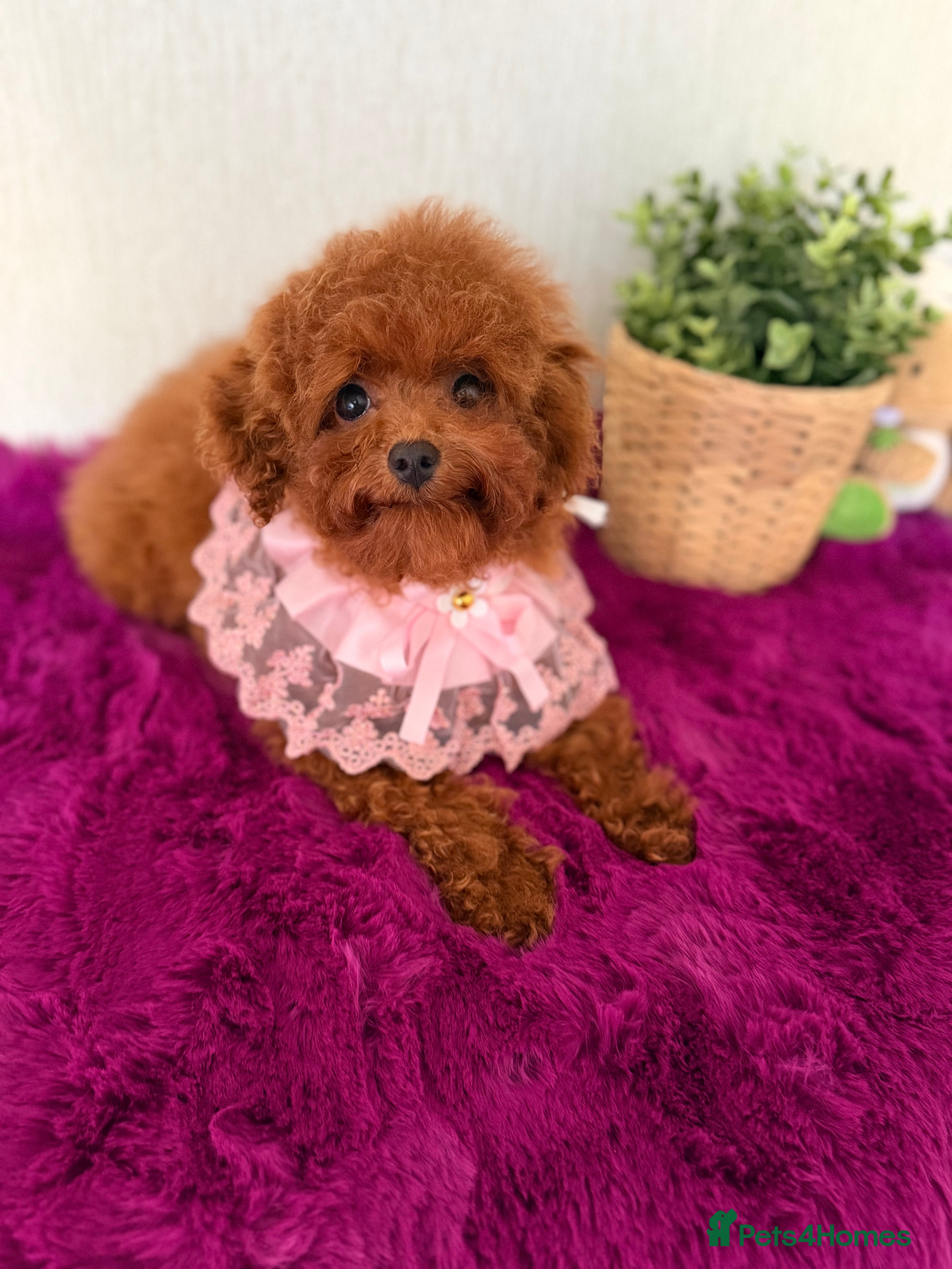 Poodle dogs Asian girl looking for 🏡 - Advert 2