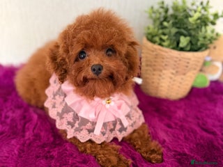 Poodle dogs Asian girl looking for 🏡 - Advert 10