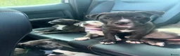 Staffordshire Bull Terrier dogs for sale:     Beautiful Female Puppy Looking For Loving Home - Advert 2