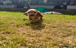 Cocker Spaniel dogs for stud: KC Reg DNA Health Tested Show Cocker Sable Stud in Doncaster - Image 12