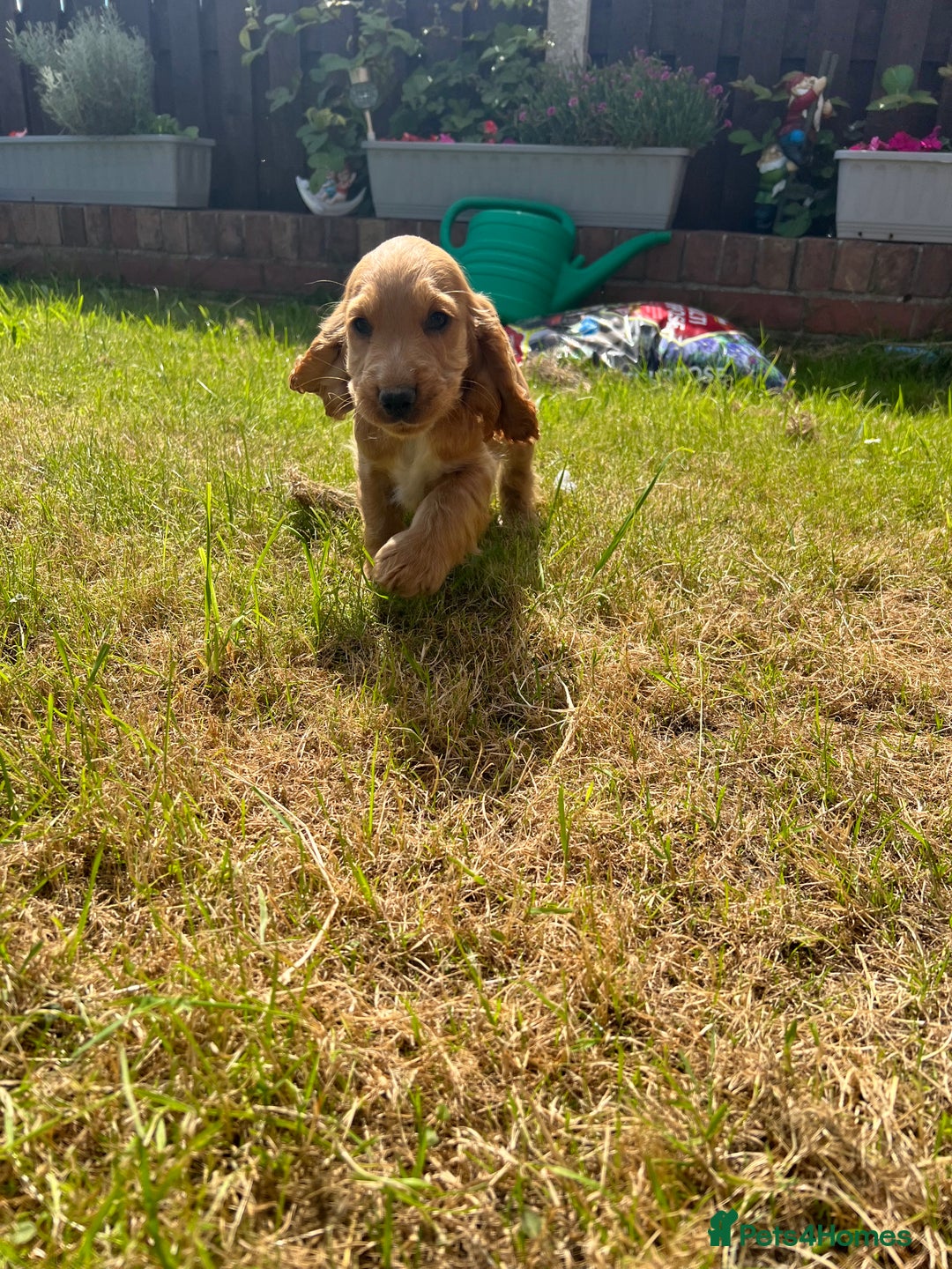 Cocker Spaniel dogs for stud: KC Reg DNA Health Tested Show Cocker Sable Stud in Doncaster - Image 12