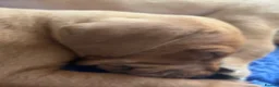 Mixed Breed dogs for sale: Beautiful Vizlador puppies. (Fox Red Lab x Vizsla - Advert 14