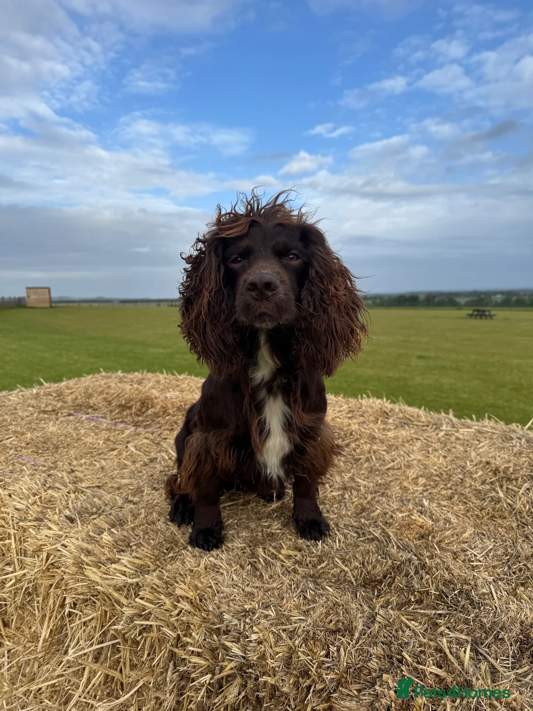 Cocker Spaniel dogs for stud: Working Cocker Spaniel For Stud - Advert 2