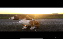 Boxer dogs for sale: Adorable Boxer Puppies - Ready Soon - Image 9
