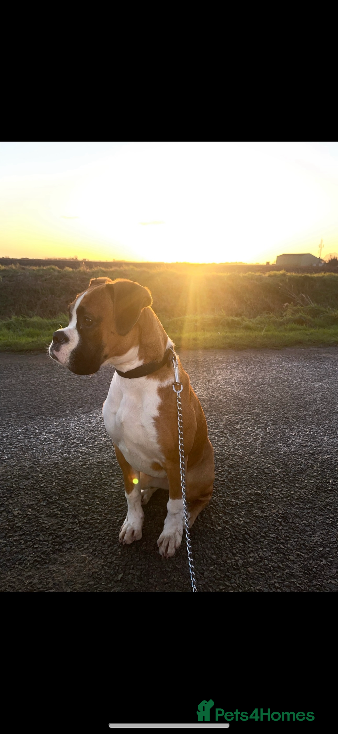 Boxer dogs for sale: Adorable Boxer Puppies - Ready Soon - Image 9