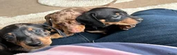 Miniature Dachshund dogs for sale: Miniature short hair dachshund - Advert 6