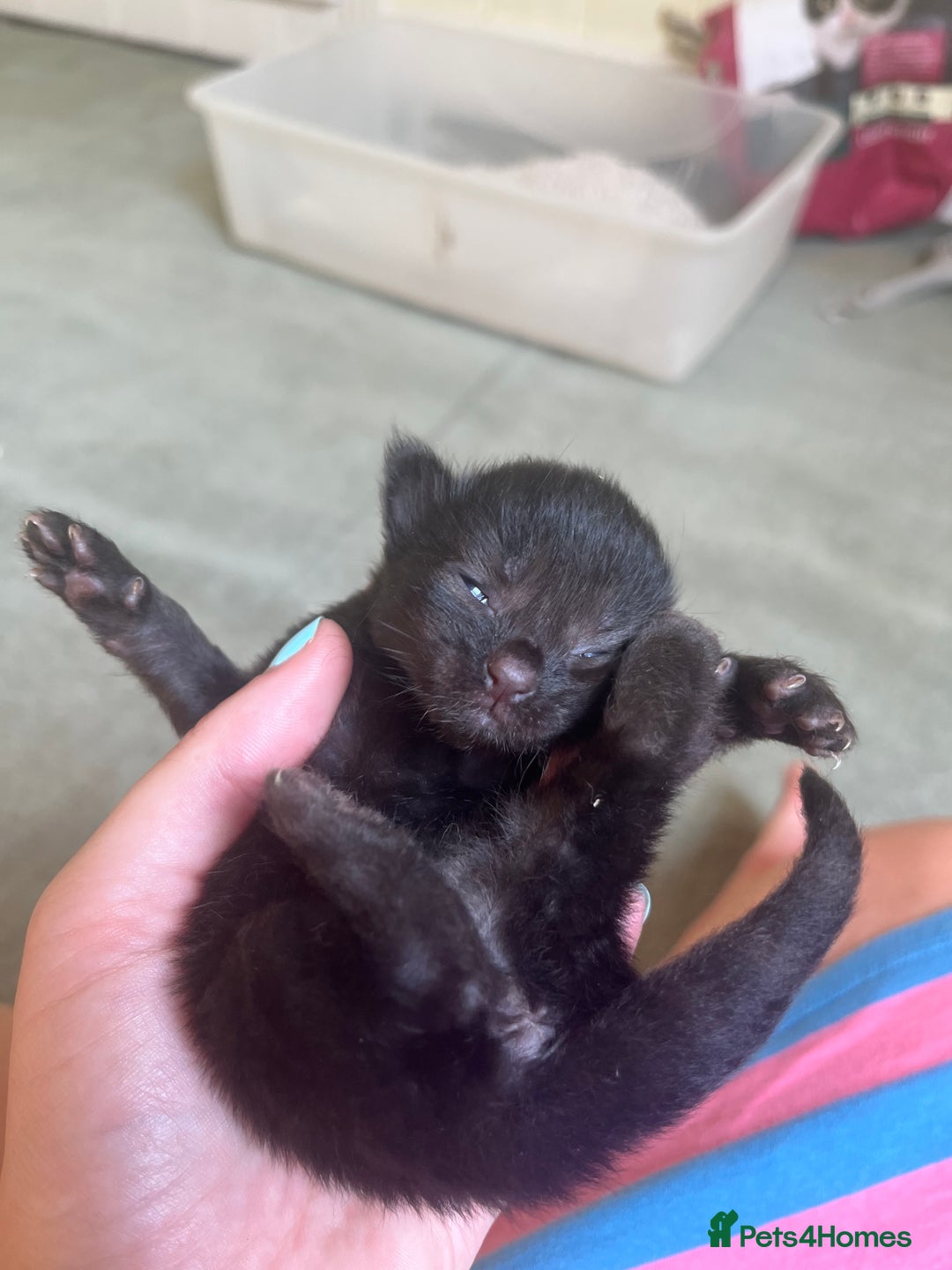 Domestic Shorthair cats for sale: Kittens for sale £80 - Image 16